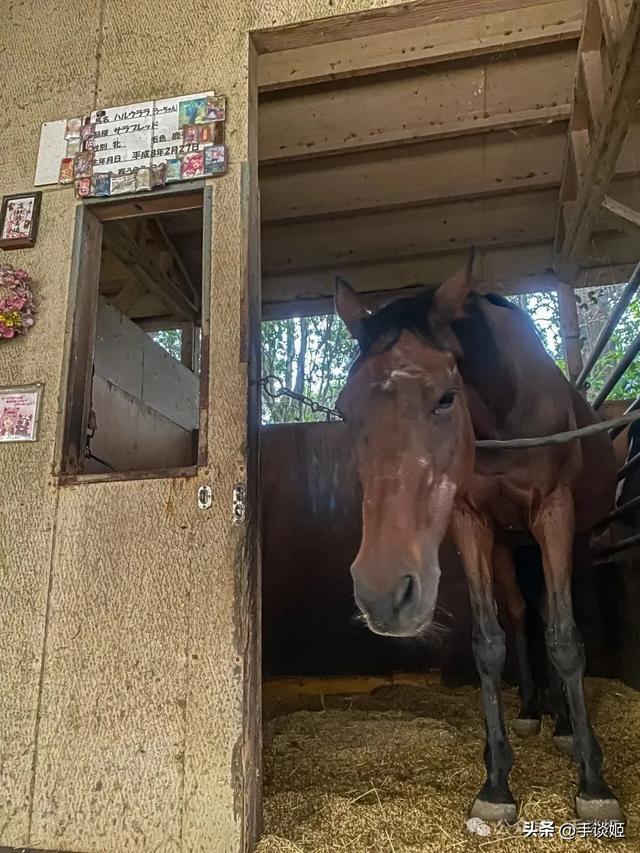 开云体育下载APP-赛马界知名赛马乌拉拉去世